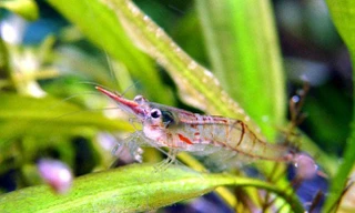 Những chú tép mũi đỏ thuần Việt