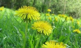 Hoa bồ công anh mọc... trong tai trẻ 16 tháng tuổi