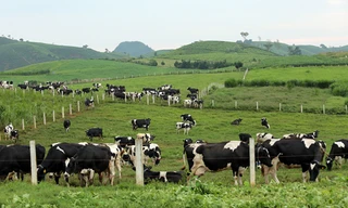 Mộc Châu có lợi thế về khí hậu và thổ nhưỡng để phát triển đàn bò sữa