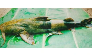 Cá chiên - "thủy quái" sông Gâm