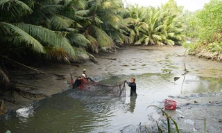 Gia đình bà Phan Thị Bé thu hoạch cá nuôi trong ao tự nhiên