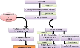 Vì sao không nên uống Glutathione để làm trắng da và ngăn ngừa lão hóa?