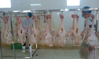 Hiệu quả từ mô hình sản xuất khép kín được dự án LIFSAP hỗ trợ