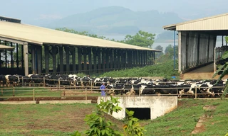 Ngắm toàn cảnh trại bò sữa lớn nhất Châu Á của TH true MILK 