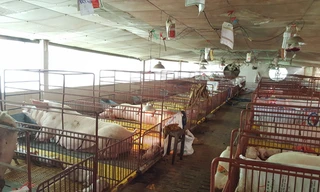 Hiệu quả từ mô hình chăn nuôi heo theo tiêu chuẩn GAP của dự án Lifsap