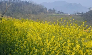 Mải mê 'sống ảo' với thảm hoa cải vàng đẹp mê hồn ở Sun World Fansipan