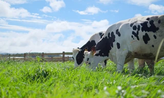 Bước tiến mới trong lĩnh vực Organic của ngành sữa