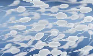 Đàn ông có số lượng tinh trùng ít dễ mắc nhiều bệnh