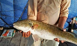 Con cá sủ vàng mà anh Phúc vừa câu được.