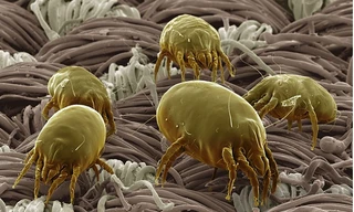 Sốc với bộ mặt thật của sinh vật quanh ta: Ai yếu bóng vía dễ ngất xỉu