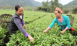 Hướng dẫn nghiệp vụ cho vay trồng rừng sản xuất, chăn nuôi