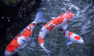 Bán cá chép cảnh tại chugiong.com