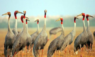 Sếu đầu đỏ không quay về Vườn quốc gia Tràm Chim vì thiếu thức ăn. 