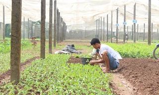 Nghịch lý thừa thiếu thuốc BVTV đang dẫn đến tình trạng nhiều hộ cá thể liều lĩnh dùng lẫn lộn tràn lan, trong khi các DN nông sản nghiêm túc thì không biết kêu ai.