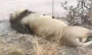 Xác một con sư tử bị chuốc thuốc độc trong khu bảo tồn của Justin Fernandes. Ảnh: Jamie Pyatt. 