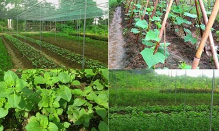 Famici - ấn tượng dự án rau sạch trong lòng Hà Nội