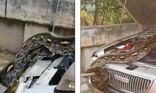 Vị khách không mời trong động cơ xe của ông Tee Natwijit. Ảnh: Daily Mail