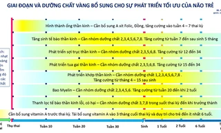 Dinh dưỡng vàng cho phát triển tối ưu não bộ trong những năm tháng đầu