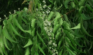 Hoa sầu đâu trắng xanh, lá xanh sẫm, mọc đối xứng