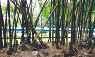 Tre bị nổi gốc do thời gian, nhiều cây già và chết khô