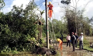 Hiện trường vụ con trâu bị điện giật chết xảy ra ở xã Lộc Tiến - Ảnh: Dân Việt