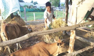 Anh Rmah Lam chăm sóc đôi bò mới mua