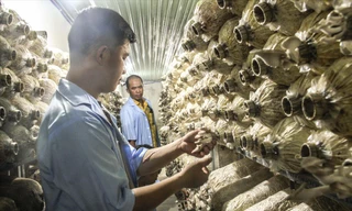 Mô hình trồng nấm bào ngư công nghệ 4.0 của nhóm bạn trẻ ở Bình Định Ảnh: Trương Định 