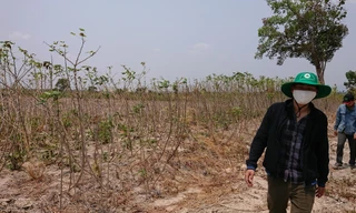 Rừng của Cty Chư Phả bị hủy hoại tan hoang chỉ còn là những bãi đất