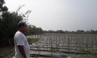 Ông Đoàn Văn Xuân và khu đất đang tận dụng trồng hoa màu của mình 