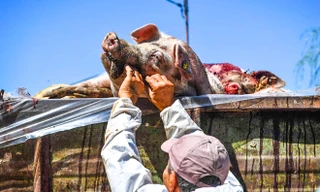 Dịch tả lợn xuất hiện tại Romania hồi đầu năm. Ảnh: Guardian.