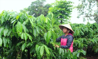 Vườn cà phê bạt ngàn của gia đình chị Khe