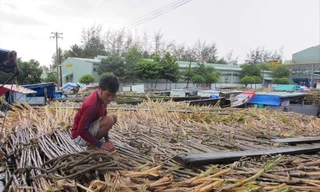 Ngành mía đường đang rơi vào tình cảnh rất khó khăn, nhiều nhà máy nguy cơ đóng cửa