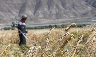 Lúa mạch là một trong những mặt hàng chủ lực của Australia