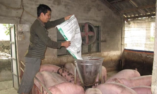 Giá thịt lợn tiếp tục lập đỉnh giá mới, lợn hơi đã xấp xỉ 100 nghìn đồng/kgẢnh: Bình Phương