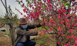 Người dân làng đào Nhật Tân đang cắt tỉa cành, chuẩn bị vụ đào mới