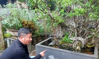 Cây sanh của nhà ông Nguyễn Khắc T. có thời điểm được trả 250 cây vàng. Ảnh: MĐ 