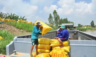 Nông dân vác lúa xuống ghe ẢNH: HÒA HỘI 