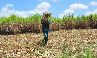 Nông dân vác mía từ ruộng vào ở Trà Vinh  ẢNH: HÒA HỘI