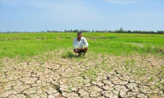 Nông dân trước cánh đồng khô cằn ở Sóc Trăng ẢNH: HÒA HỘI