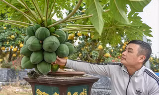 Đu đủ bonsai ở Văn Giang (Hưng Yên)
