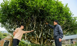 Cây chè Shan tuyết cổ thụ 500 tuổi, giá hơn 6 tỷ đồng vẫn không bán