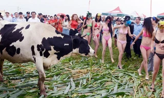 Dàn mẫu gợi cảm trong cuộc thi hoa hậu bò sữa