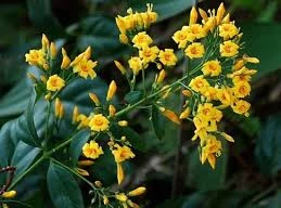 Bị bạn trêu chọc, 2 nữ sinh ở huyện biên giới Quế Phong (Nghệ An) đã hái lá ngón ăn để tự tử. (Ảnh minh họa)