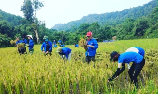 Hàng trăm ĐVTN hăng hái xuống đồng gặt lúa giúp dân.