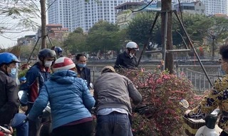 Chiều 30 Tết: Cành đào rẻ như mớ rau, tuyệt nhiên không có cây tiền triệu