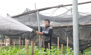 Người trồng hoa, buôn hoa Tết lo ế vì dịch COVID-19