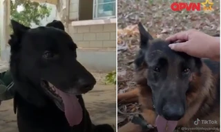 Quân khuyển Việt Nam: Những "chiến binh bốn chân" mở lối hy vọng, cứu người trong gang tấc