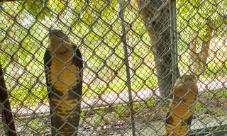 Phát hiện đối tượng vận chuyển hai cá thể rắn ‘khủng’ đi tiêu thụ