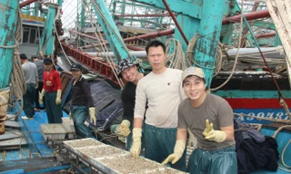 Ngư dân Nghệ An trúng đậm cá trỏng phục vụ thị trường Tết