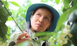 Xem nông dân Hà Tĩnh thụ phấn cho 'đệ nhất bưởi'